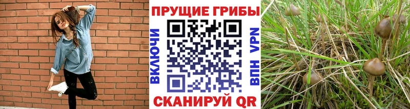 Купить где  Берёзовка  Галлюциногенные грибы ЛСД 
